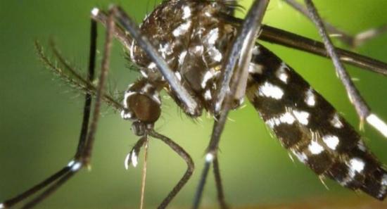 Dengue Cases Cross 86,000